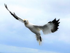 Gannet in flight