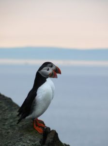 Puffins