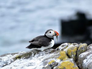 Puffin on Isle of May