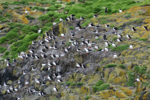 Puffins on Isle of May