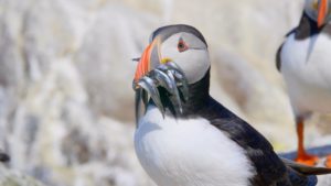 Puffins with Blue Wild boat tours
