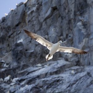 gannet