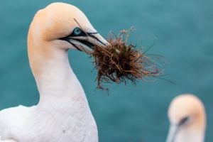 gannet