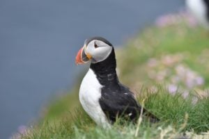 Puffin