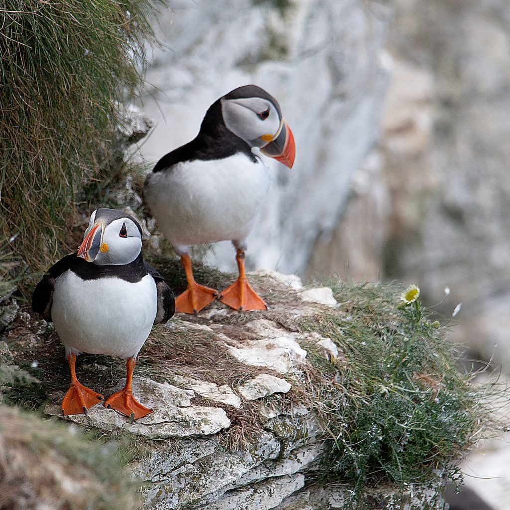 Puffins