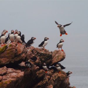 puffins