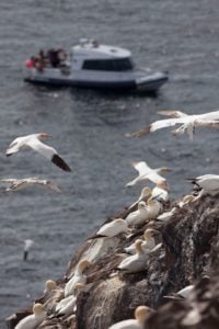 BlueWild boat in the background with gannets on cliff in foreground