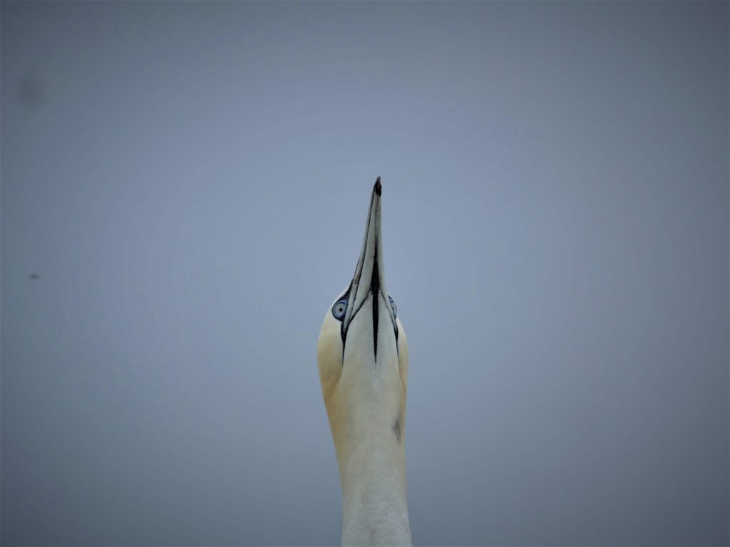 gannet