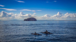 Bass Rock with dolphins in the foreground