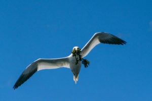 Gannet with seaweed in its mouth