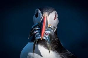 Puffin with fish in its mouth