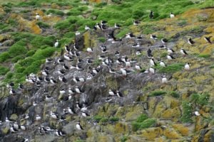 Isle of May puffins