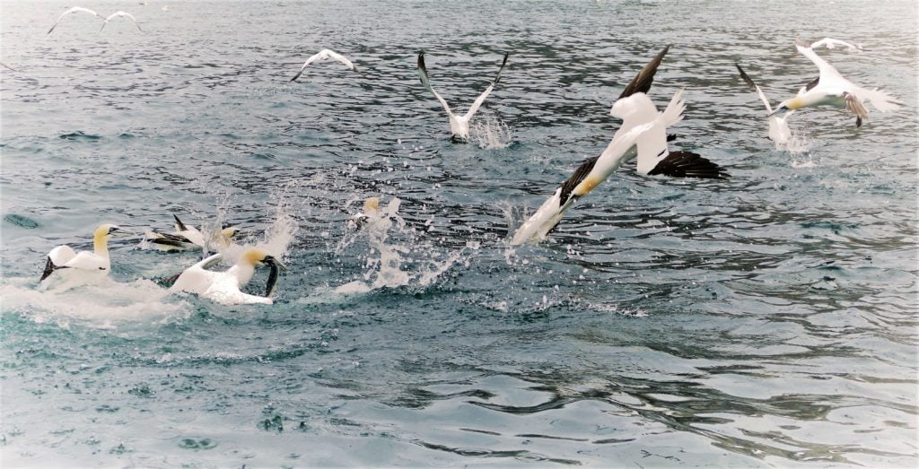 gannets diving