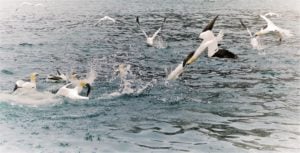 gannets diving