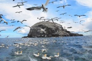 Gannets over the sea with Bass rock in the background