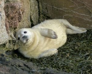 seal pup sightseeing with Blue Wild boat tours