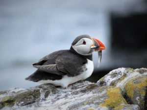 Isle of May puffin with fish in its mouth