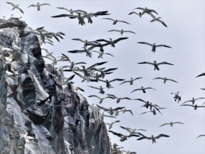 Gannets over Bass Rock