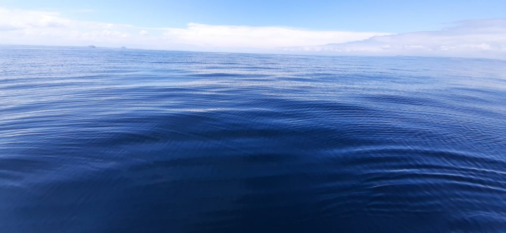 Blue Wild boat tours